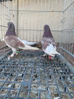 Super takla koppel, Dieren en Toebehoren, Vogels | Duiven