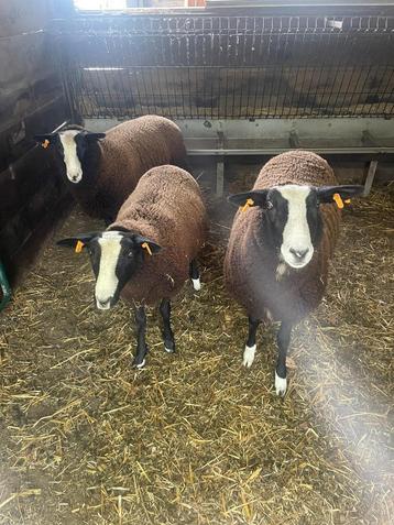 zwartbles 3 ooien voor de kweek beschikbaar voor biedingen