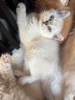 Brits korthaar poesje met stamboom, Poes, Gechipt, 0 tot 2 jaar