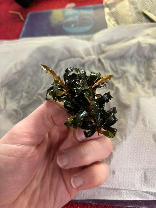 BUCEPHALANDRA 'DEEP PURPLE', Dieren en Toebehoren, Vissen | Aquaria en Toebehoren, Nieuw, Plant(en), Steen of Hout, Ophalen of Verzenden