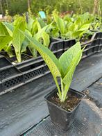 Russische smeerwortel, Tuin en Terras, Planten | Tuinplanten, Ophalen