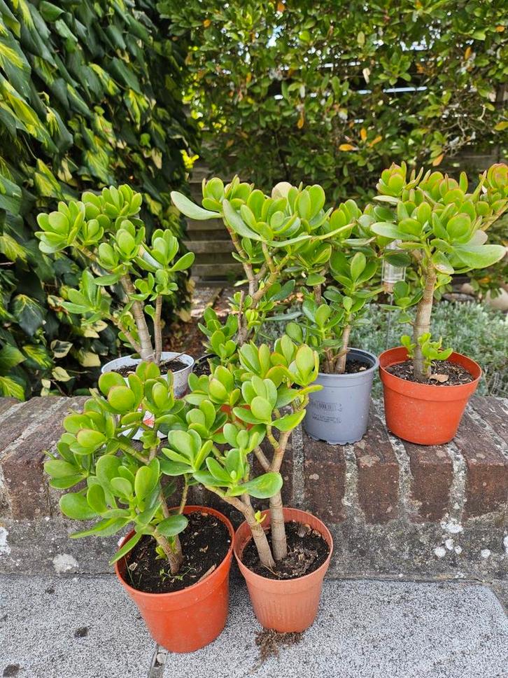 Mooi stevige crassula plantjes, Huis en Inrichting, Kamerplanten, Ophalen