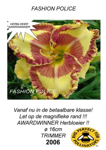 DAGLELIE hemerocallis, Plein soleil, Été, Plante fixe, Enlèvement ou Envoi