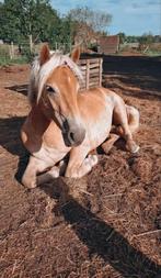 Liefste Haflinger merrie te koop 2,5 jaar, Vermifugé, Débourré, Moins de 160 cm, 0 à 2 ans