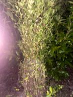 Liguster,haagplanten, Tuin en Terras, Ophalen, Liguster