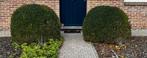 Buxus haag en sierbollen, Tuin en Terras, Planten | Struiken en Hagen, Ophalen, Buxus, Haag