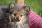 Pomeriaan pups dwergkees pup, Dieren en Toebehoren, Honden | Poolhonden, Keeshonden en Oertypen, België, Keeshond, 8 tot 15 weken