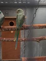 Malabar parkiet man 2025 met dna, Dieren en Toebehoren, Vogels | Parkieten en Papegaaien, Parkiet