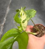 Rhaphidophora Tetrasperma variegata, Ophalen of Verzenden