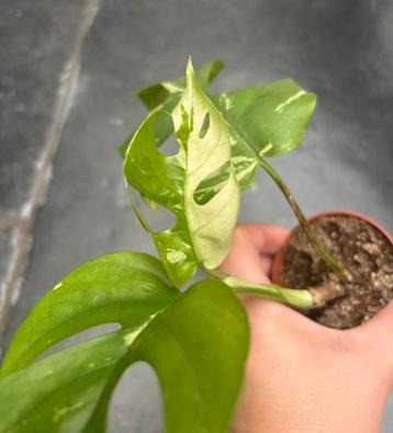 Rhaphidophora Tetrasperma variegata beschikbaar voor biedingen