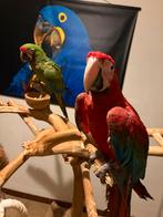 Koppel groenvleugel x soldaten ara, Dieren en Toebehoren, Vogels | Parkieten en Papegaaien, Meerdere dieren, Papegaai, Pratend