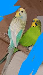 Perruches, Animaux & Accessoires, Mâle, Perruche