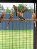 Roodrug parkieten, Dieren en Toebehoren, Vogels | Parkieten en Papegaaien, Parkiet, Geringd