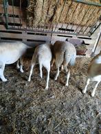 4 jonge schapen, Dieren en Toebehoren