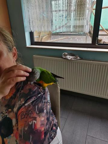 Tamme bonte boer. (senegalpapegaai) beschikbaar voor biedingen