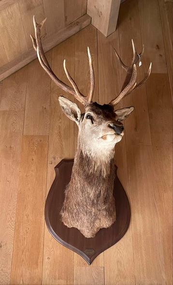 Un beau gros cerf avec de beaux bois !  disponible aux enchères