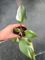 Philodendron White Knight, Ophalen of Verzenden