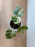 Monstera Variegata met pot, Enlèvement