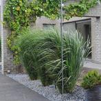 Panicum virgatum-Northwind., Tuin en Terras, Ophalen, In pot