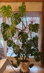 Gatenplant - Monstera - Grote gezonde kamerplant, Huis en Inrichting, Kamerplanten, Overige soorten, 150 tot 200 cm, Halfschaduw