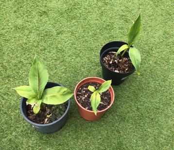 Bananenplanten winterhard musa basjoo beschikbaar voor biedingen