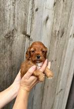 Beaux chiots cockapoo (caniche nain cocker), Animaux & Accessoires, Caniche, Plusieurs, Parvovirose, Belgique