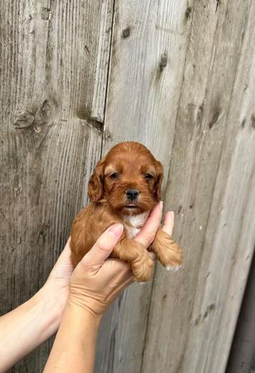 Beaux chiots cockapoo (caniche nain cocker) disponible aux enchères