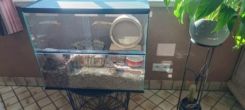 Cage pour hamsters/terrarium pour rongeurs, Animaux & Accessoires, Rongeurs & Lapins | Cages & Clapiers, Comme neuf, Cage, Moins de 60 cm
