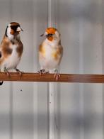 putter, Dieren en Toebehoren, Mannelijk, Wildzangvogel, Geringd