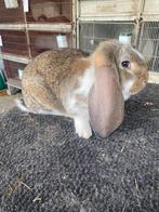 Franse hangoor konijn, Dieren en Toebehoren, Konijnen, Hangoor