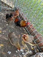 Te koop Araucana kippen, Dieren en Toebehoren, Pluimvee, Kip