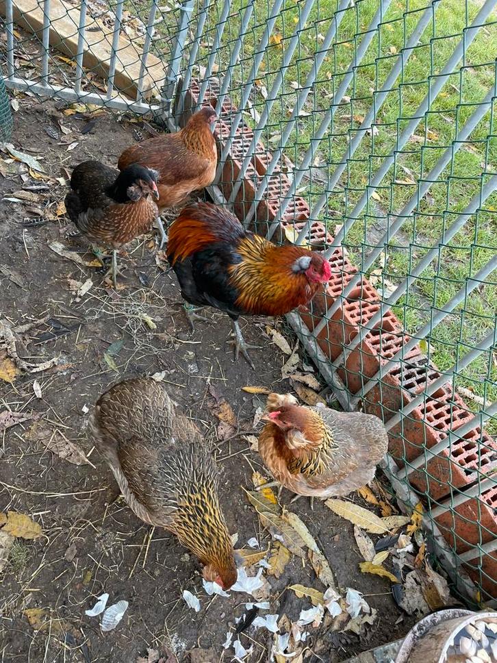 Te koop Araucana kippen, Dieren en Toebehoren, Pluimvee, Kip