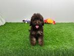 Dwergpoedel pups, Poedel, België, 8 tot 15 weken, CDV (hondenziekte)