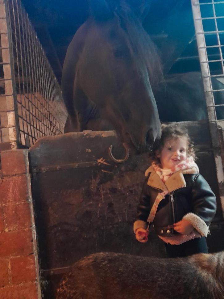 13 jarige Friese merrie, Dieren en Toebehoren, Paarden, Merrie