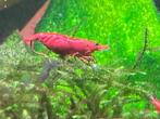 10 crevettes rouges : "Red Cherryshrimp" (exp. + retr.), Animaux & Accessoires, Poissons | Poissons d'aquarium, Homard, Crabe ou Crevette