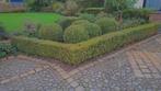 Buxus bollen en haagje, Tuin en Terras, Gras en Kunstgras, Ophalen, Gebruikt