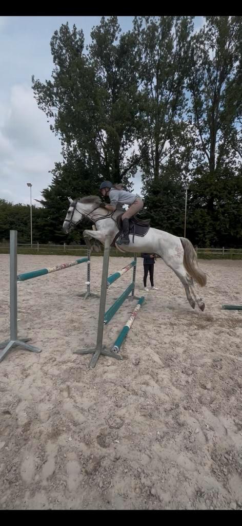 Bijrijder gezocht, Dieren en Toebehoren, Paarden, Merrie, Zadelmak, 165 tot 170 cm, 7 tot 10 jaar, Springpaard