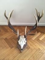 Bois de cerf, Verzamelen, Dierenverzamelingen, Ophalen, Zo goed als nieuw, Hert, Gewei of Kop
