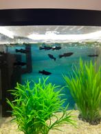 Black molly, Dieren en Toebehoren, Ophalen