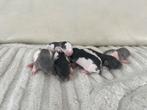 Rittens te koop, Dieren en Toebehoren, Knaagdieren, September, Rat, Tam