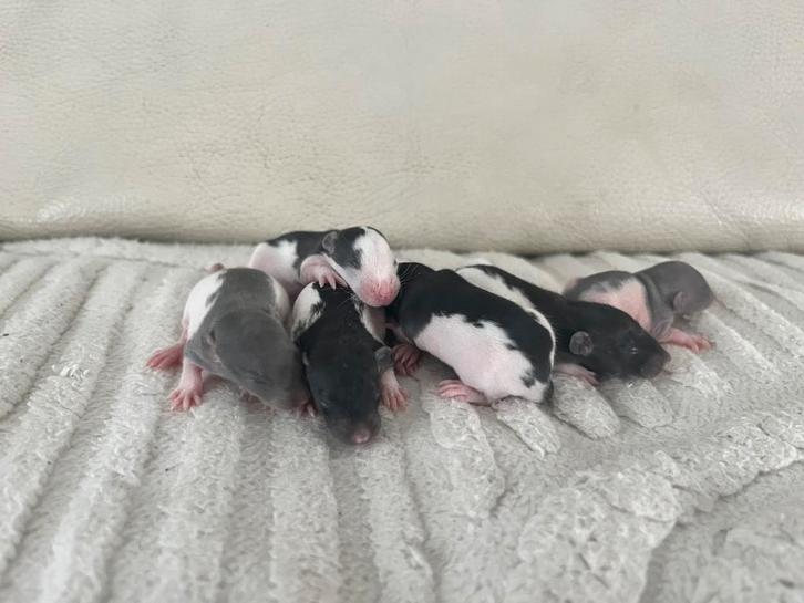 Rittens te koop, Dieren en Toebehoren, Knaagdieren, Rat, September, Tam