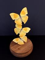 Splendide envolée de 3 véritables Papillons Phoebis Rurina, Insecte, Animal empaillé, Enlèvement ou Envoi, Neuf
