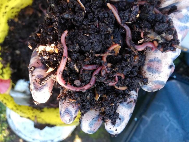 Wormen voor wormenbak of wormenhotel, Tuin en Terras, Aarde en Mest, Compost, Ophalen