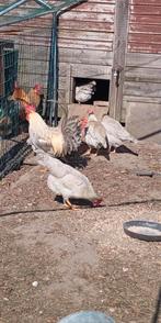 Broedeieren leghorn Isabelpatrijs