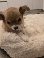 Chichuahua pups te koop, Dieren en Toebehoren, Honden | Chihuahua's en Gezelschapshonden, België, Fokker | Hobbymatig, Meerdere