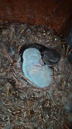 Lapereaux nain à vendre, Plusieurs animaux, Nain, 0 à 2 ans