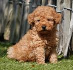 Prachtige dwergpoedel pups (abrikoos en rood), Dieren en Toebehoren, Honden | Chihuahua's en Gezelschapshonden, Poedel, België