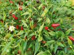 5 zaden hot thai chili peper - kleine chili peper - sierlijk, Tuin en Terras, Verzenden, Voorjaar, Zaad