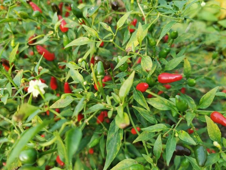 5 zaden hot thai chili peper - kleine chili peper - sierlijk, Tuin en Terras, Bloembollen en Zaden, Zaad, Voorjaar, Verzenden