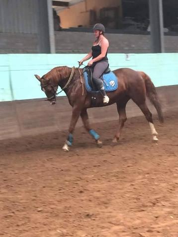 Doorrijden en opleren paarden . Meen info op 0499480003 beschikbaar voor biedingen